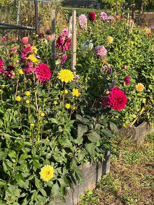 Dahlias growing in the garden